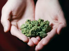 Descriminalização do porte de maconha