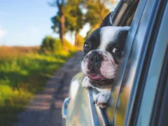 Viajar com pet: Dicas para uma viagem segura e confortável