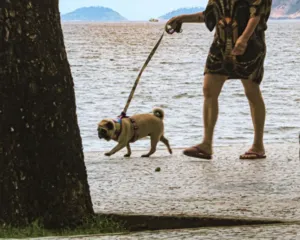 Imagem ilustrativa da imagem Alerta: Cuidados com animais nos passeios para evitar queimaduras