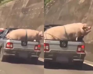 Imagem ilustrativa da imagem Amarrados, porco e cabrito são transportados em carro comum; vídeo
