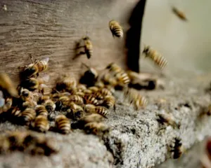Imagem ilustrativa da imagem Atacado por enxame de abelhas? Saiba o que fazer e como evitar