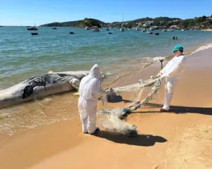 Imagem ilustrativa da imagem Baleia jubarte aparece morta em praia da Região dos Lagos; vídeo