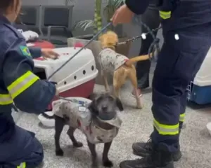 Imagem ilustrativa da imagem Cães resgatados nas enchentes do RS já podem ser adotados no RJ