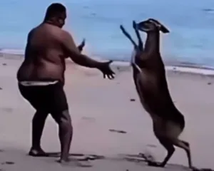 Imagem ilustrativa da imagem Cervo ataca banhista em praia e arranca gargalhadas; vídeo