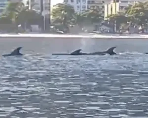Imagem ilustrativa da imagem Em Charitas, golfinhos aparecem e fazem a alegria de remadores