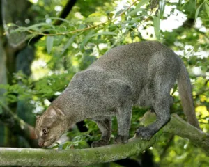 Imagem ilustrativa da imagem Gato selvagem raro é localizado em área ambiental de Maricá; vídeo