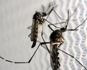 Imagem ilustrativa da imagem Rio de Janeiro chega a seis mortes por dengue em 2024