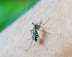 Imagem ilustrativa da imagem São Gonçalo segue com pulverização contra mosquito da dengue