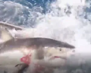 Imagem ilustrativa da imagem Vídeo mostra tubarão branco invadindo gaiola de mergulhador; veja