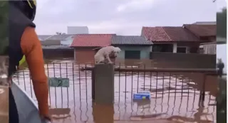 Imagem ilustrativa da imagem 3,5 mil animais ilhados durante temporal no RS são resgatados