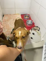 Imagem ilustrativa da imagem À procura do dono: Casal busca tutores de cão atropelado em Niterói