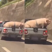 Imagem ilustrativa da imagem Amarrados, porco e cabrito são transportados em carro comum; vídeo