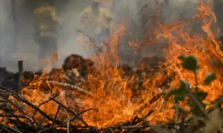 Imagem ilustrativa da imagem Animais em fuga e ventania: o cenário do incêndio no Pantanal