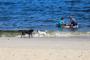 Imagem ilustrativa da imagem Ataques de cachorros mudam rotina de moradores em orla de Niterói