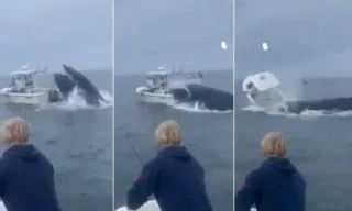 Imagem ilustrativa da imagem Baleia afunda barco com pescadores nos Estados Unidos; vídeo