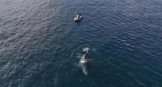 Imagem ilustrativa da imagem Baleia arrasta barco em praia da Região dos Lagos; veja vídeo