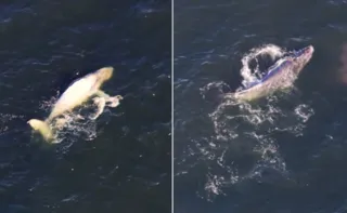 Imagem ilustrativa da imagem Baleia é flagrada 'curtindo' a Praia de Itacoatiara; vídeo