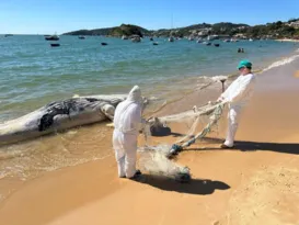 Imagem ilustrativa da imagem Baleia jubarte aparece morta em praia da Região dos Lagos; vídeo