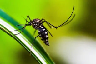 Imagem ilustrativa da imagem Brasil registra mais de 3 milhões de casos de dengue em 2024