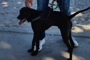 Imagem ilustrativa da imagem Procura-se o tutor de cachorro encontrado na Praia de Icaraí