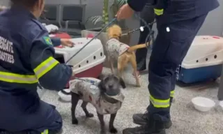 Imagem ilustrativa da imagem Cães resgatados nas enchentes do RS já podem ser adotados no RJ