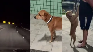 Imagem ilustrativa da imagem Cão remador de Niterói que andou mais de 235km é achado