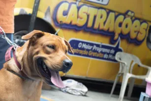 Imagem ilustrativa da imagem Castração de animais de graça no Mercado Municipal de Niterói