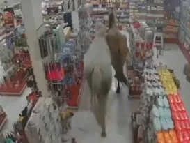 Imagem ilustrativa da imagem Cavalos invadem farmácia e assustam funcionárias; vídeo