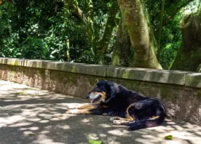 Imagem ilustrativa da imagem Cerca de 40 cães podem ter sido envenenados no Rio