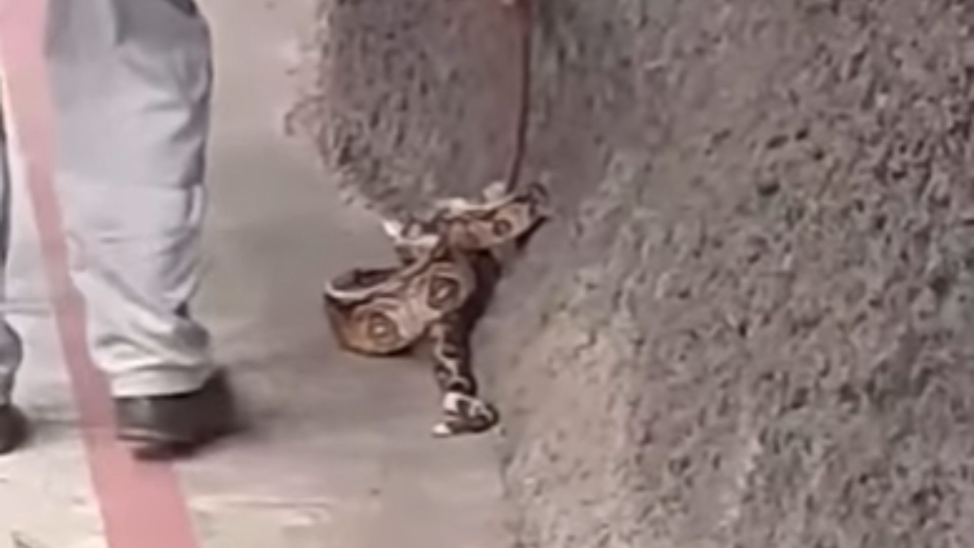 Imagem ilustrativa da imagem Cobra é resgatada no Túnel Charitas-Cafubá, em Niterói; vídeo
