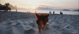 Imagem ilustrativa da imagem Conheça o porquinho Baby, que virou sensação em praia de Niterói