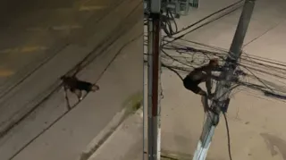 Imagem ilustrativa da imagem Criminosos se arriscam em fios para furtar em Niterói; vídeos