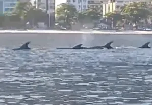 Imagem ilustrativa da imagem Em Charitas, golfinhos aparecem e fazem a alegria de remadores