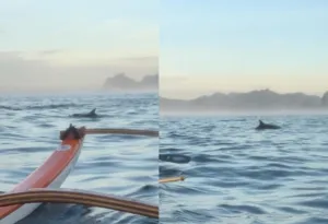 Imagem ilustrativa da imagem Golfinhos dão show e encantam remadores em Niterói; vídeo