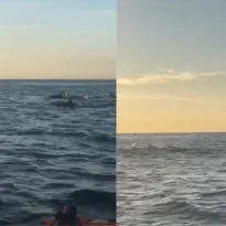 Imagem ilustrativa da imagem Grupo de golfinhos encanta remadores em praia de Niterói; vídeo