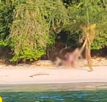 Imagem ilustrativa da imagem Grupo derruba coqueiro turístico famoso em praia de Angra; vídeo