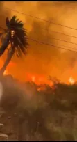 Imagem ilustrativa da imagem Incêndios florestais no Chile matam mais de 50 pessoas; vídeos