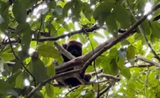 Imagem ilustrativa da imagem Macaco ameaçado de extinção é visto em Magé; conheça espécie