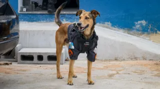 Imagem ilustrativa da imagem Mascote da PM, vira-lata 'Cabo Oliveira' agora é Sargento; vídeo