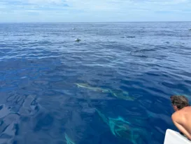 Imagem ilustrativa da imagem Niterói terá passeio de barco para observar baleias e golfinhos
