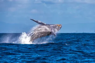 Imagem ilustrativa da imagem Passeios com golfinhos e baleias em Niterói: ingressos liberados