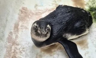 Imagem ilustrativa da imagem Pinguim é resgatado em praia de Niterói; vídeo