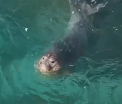 Imagem ilustrativa da imagem Que visita! Foca-caranguejeira dá show em Arraial do Cabo; vídeo