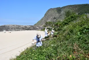 Imagem ilustrativa da imagem Restingas da Região Oceânica de Niterói estão sendo reflorestadas