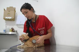 Imagem ilustrativa da imagem SG abre 512 vagas para castração de cães e gatos; saiba como fazer