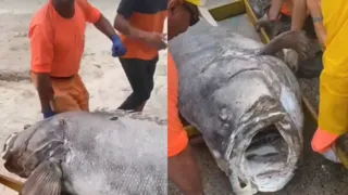 Imagem ilustrativa da imagem Saiba espécie de peixe gigante achado em praia de Niterói; vídeo