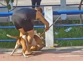 Imagem ilustrativa da imagem Vídeo flagra ataque de pitbull a outro cão na Zona Norte do Rio