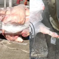 Imagem ilustrativa da imagem Vídeo mostra carnes na calçada de mercado em Niterói