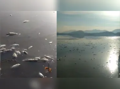 Mortandade de peixes atingiu a Lagoa de Piratininga