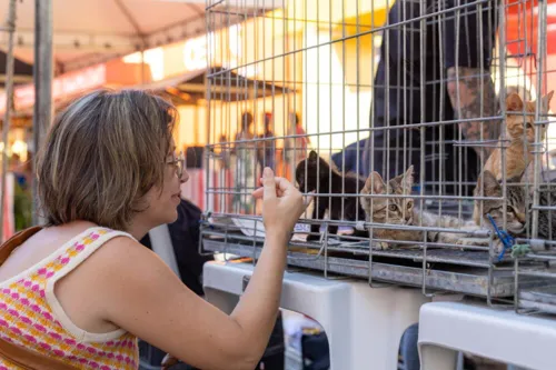 Animais foram resgatados das ruas